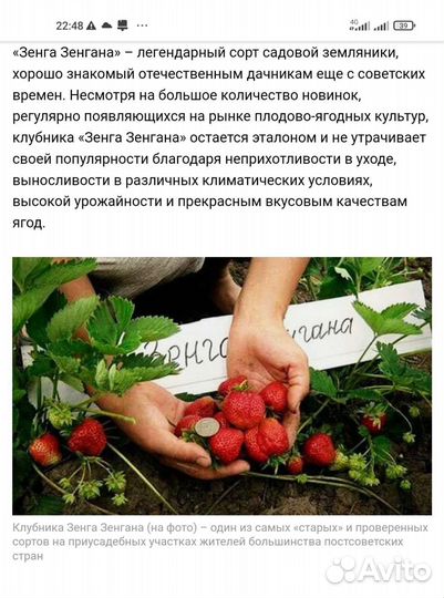 Рассада клубники