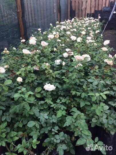 Саженцы с плодопитомника