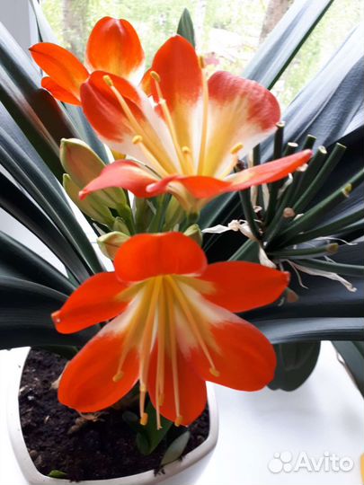 Кливия оранжевая