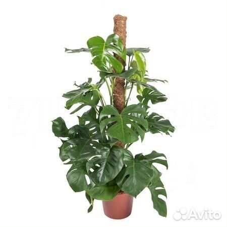 Высокие растения