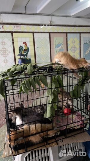 Котята в добрые руки приучены к лотку