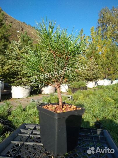 Саженцы Кедр зкс 15-20см от первых рук