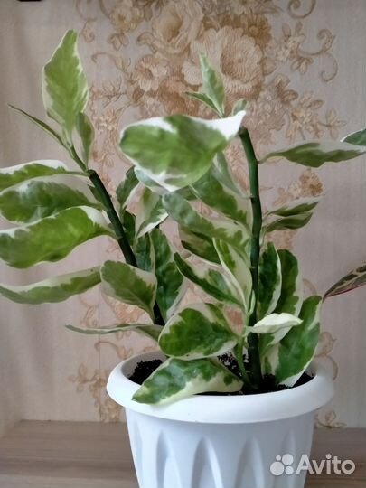 Вариегатный педилантус и пеперомия