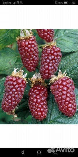 Ежемалина Тайберри