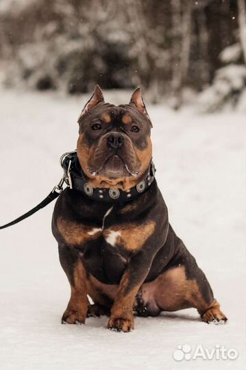 Американский булли вязка