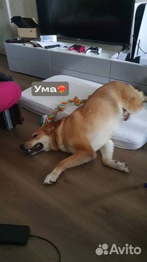 Домашняя Ума мерзнет в приюте