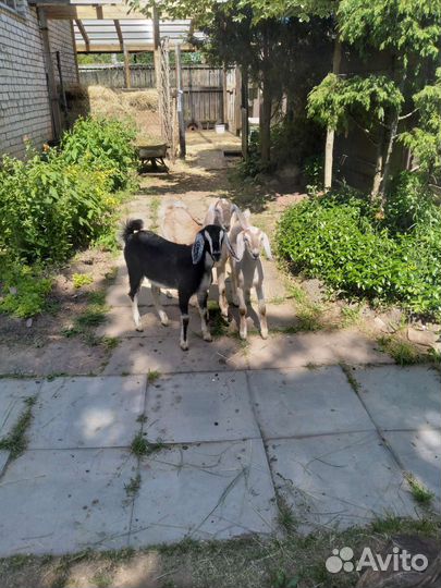 Англо-нубийские козы и козел