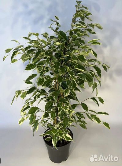 Фикус Бенджамина