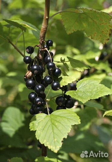 Саженцы черной смородины