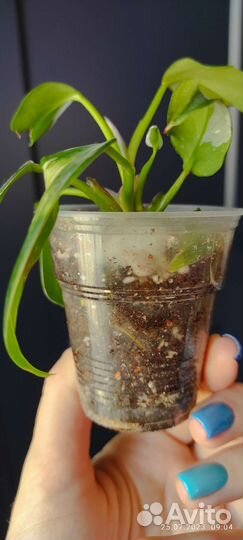 Филодендрон белая принцесса