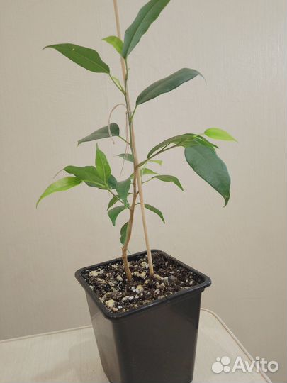 Продам цветы комнатные