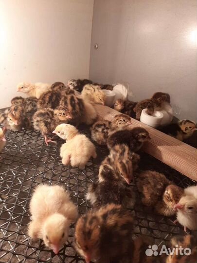 Перепела птенцы яйцо живая птица