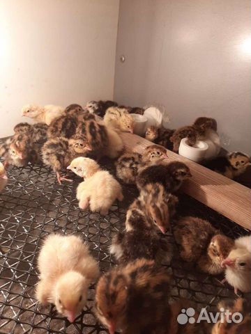 Перепела птенцы яйцо живая птица