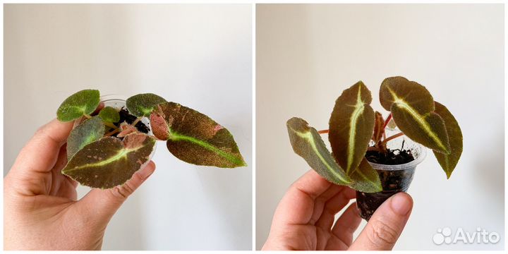 Кейн бегонии 3 часть