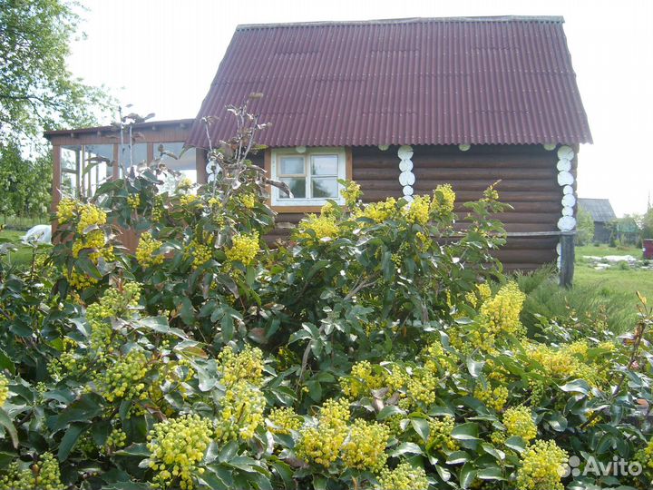 Магония падуболистная