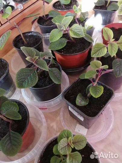 Плектрантус краснеющий