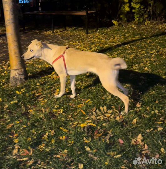 Собака классная спасите в добрые руки