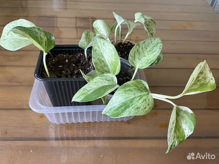 Сциндапсусы, эпипремнумы, домашние растения