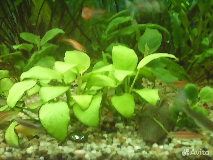 Растения для аквариума рыбки улитки
