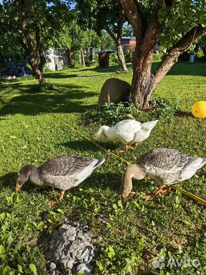 Семья гусей