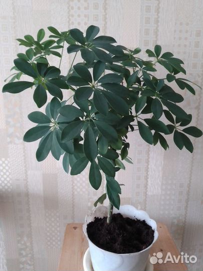 Шефлера