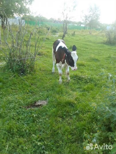 Корова дойная с теленком