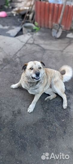 Собака в добрые руки