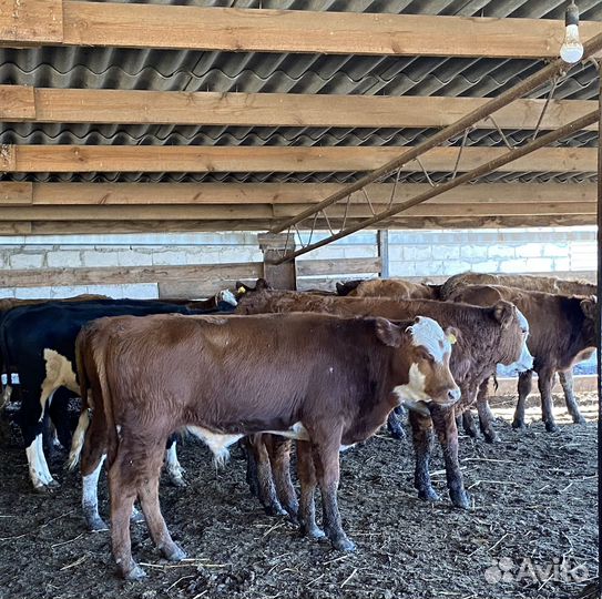 Продаются быки