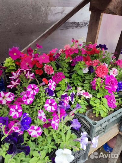 Рассада садовых цветов