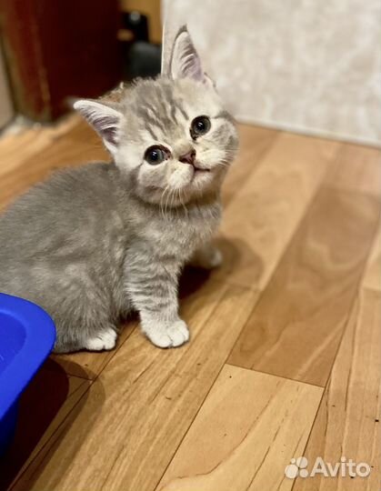 Британские котята