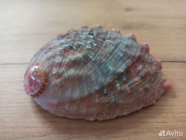 Морская раковина