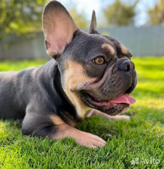 Французский бульдог