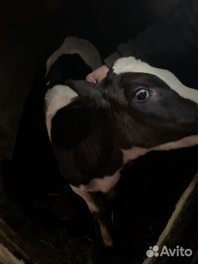 Дойная корова и телята