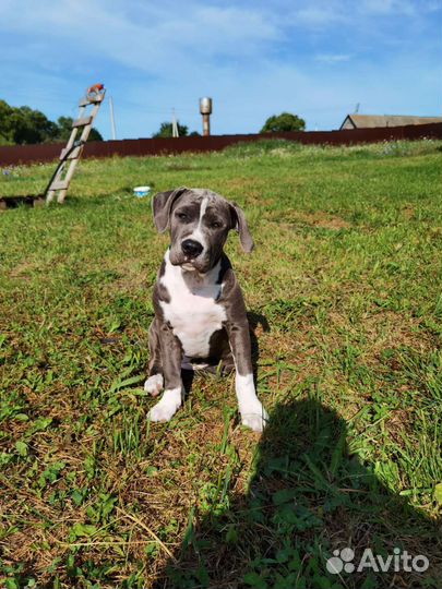 Щенки стаффорда