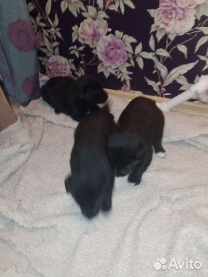 Щенк лабрадора