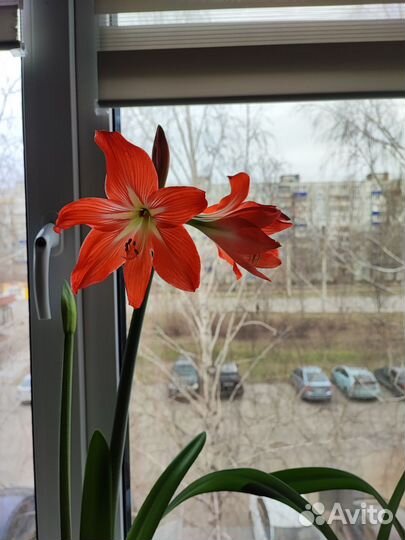 Гиппеаструм