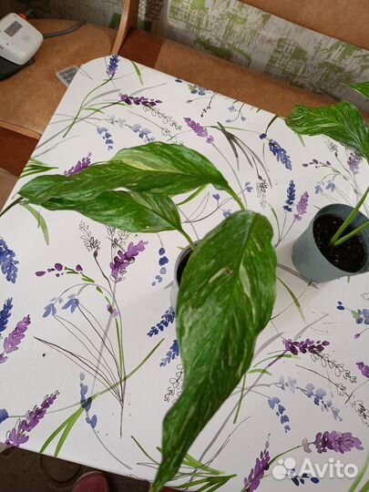 Спатифиллум даймонд