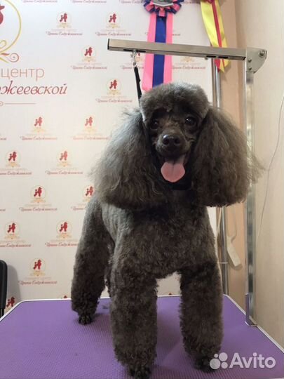 Стрижка собак (груминг)