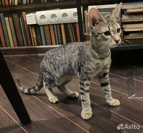 Котенок-тигренок ищет дом