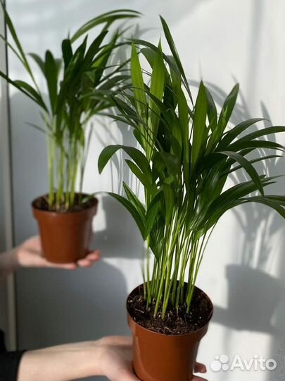 Пальма Дипсис, Хризолидокарпус, Арека