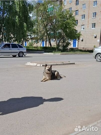 Собака в добрые руки