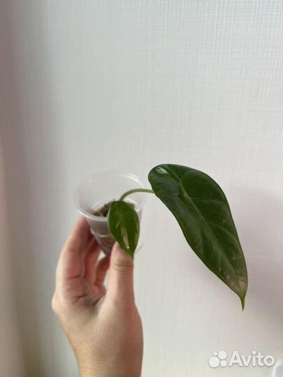 Алоказия лонгилоба