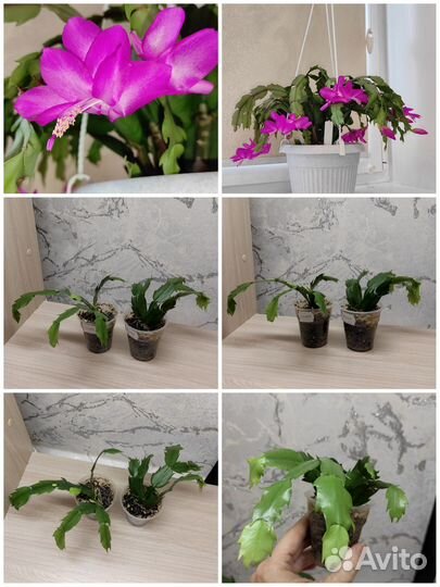 Декабрист шлюмбергера желтый белый розовый