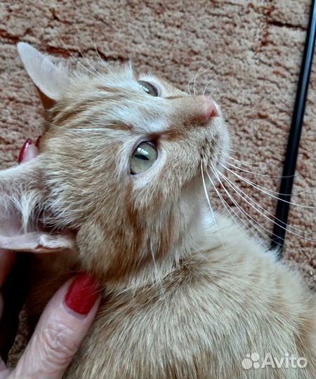 Рыжик-электровеник в самые добрые ручки