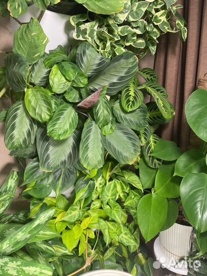 Маранта сильвер бэнд