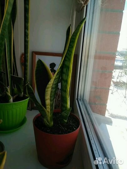 Сансевиерия