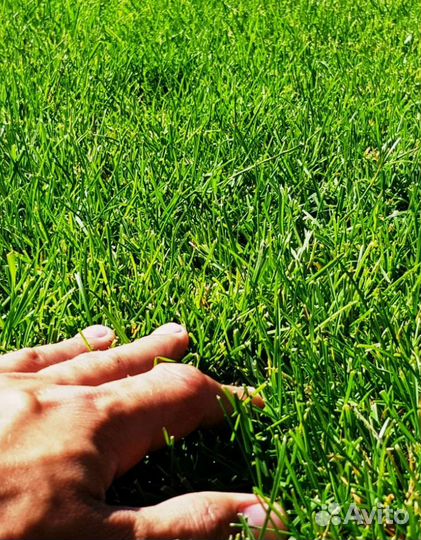 Семена газонной травы Универсальная