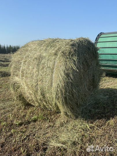 Сено в тюках