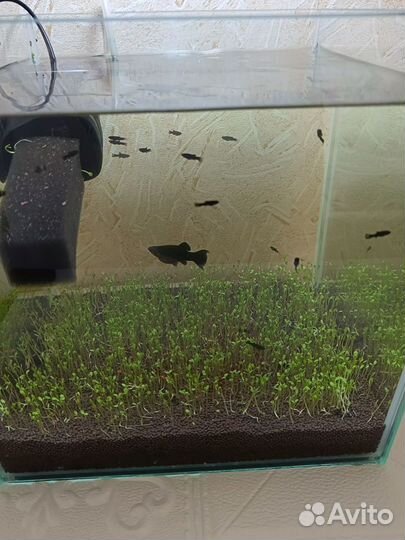 Рыбки Моллинезии