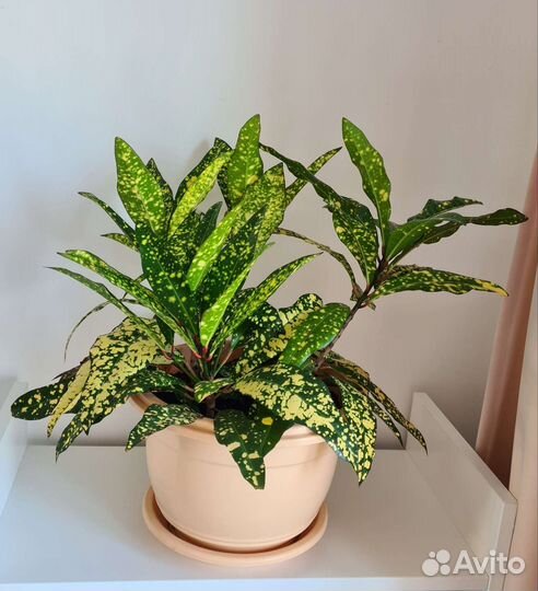 Кротоны Голд Кинг